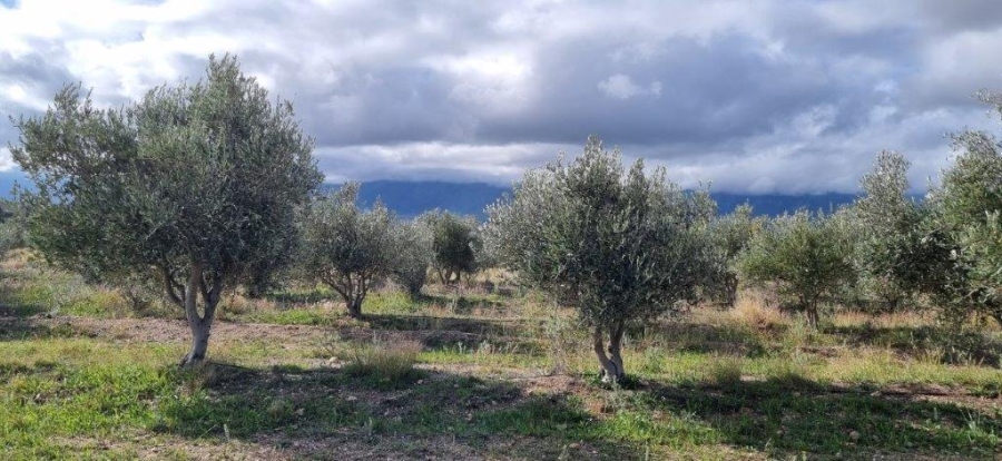 3 Bedroom Property for Sale in Tulbagh Western Cape